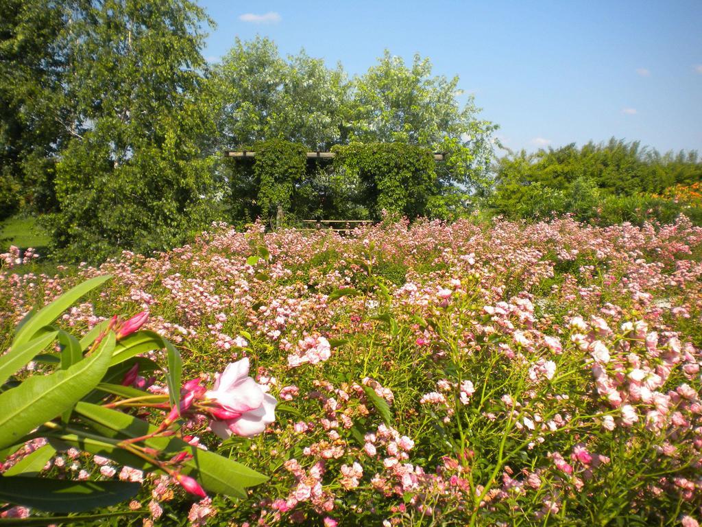 Agriturismo Il Magicorto Cassola Zewnętrze zdjęcie