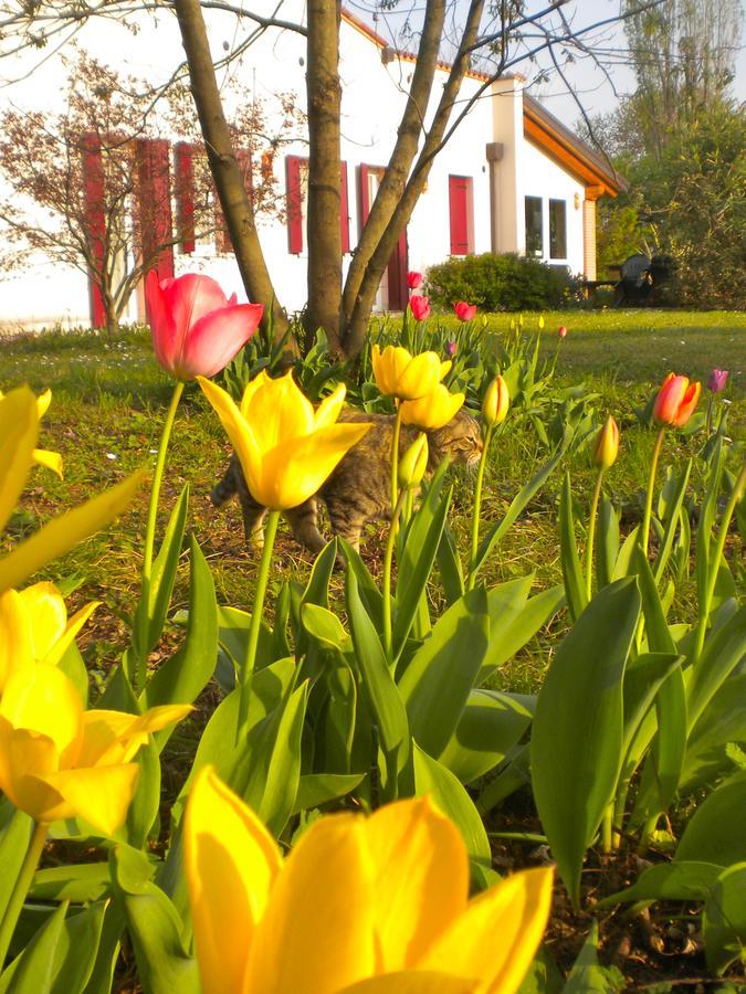 Willa Agriturismo Il Magicorto Cassola Zewnętrze zdjęcie