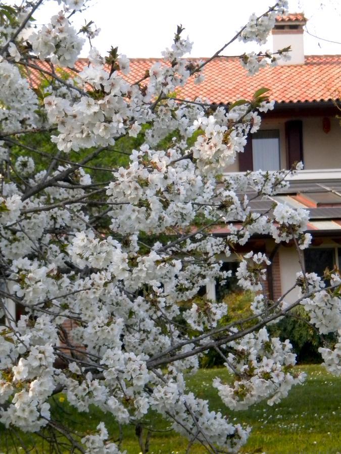 Agriturismo Il Magicorto Cassola Zewnętrze zdjęcie